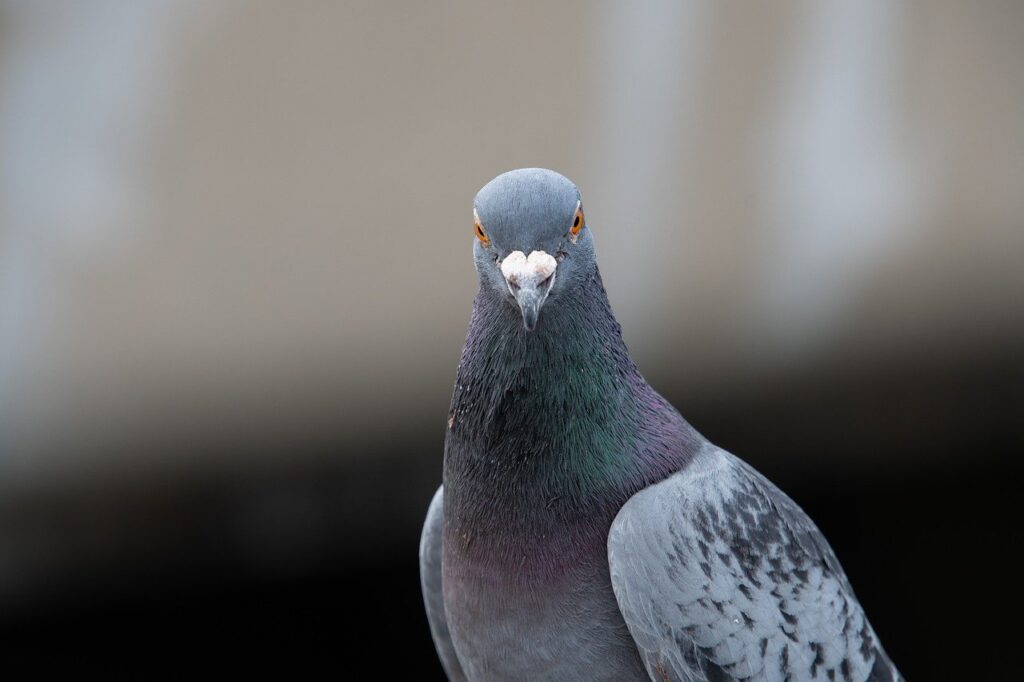 dove, bird, animal-7230674.jpg